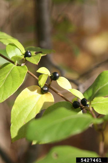 Japanese honeysuckle fruit