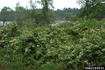 Japanese honeysuckle infestation