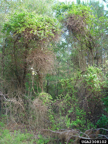 Japanese honeysuckle infestation