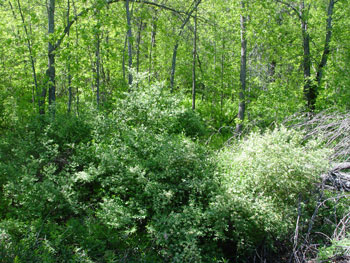 Lonicera morrowii in the forest understory