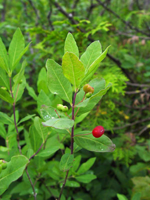 Photo: Lonicera oblongifolia