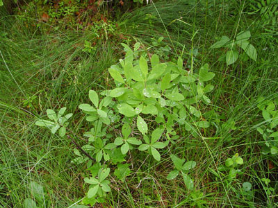 Photo: Lonicera oblongifolia