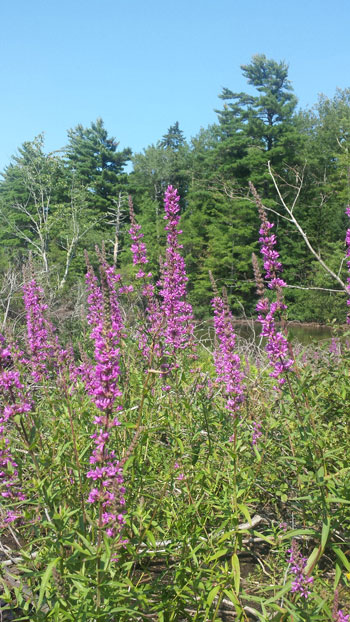 Purple Loosestrife