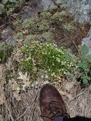 Photo: Smooth Sandwort