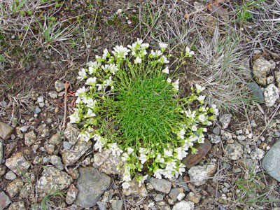 Photo: Minuartia groenlandica