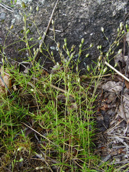 Minuartia michauxii at Pleasant Mountain