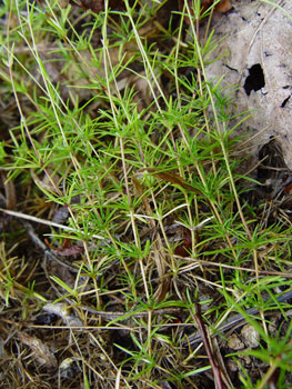 Minuartia michauxii at Pleasant Mountain