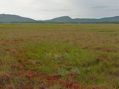 Photo: Number Five Bog