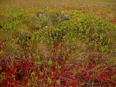 Bog Plants at Number 5 Bog