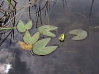 Photo: Pygmy water-lily
