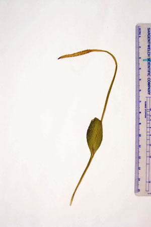 Photo: Ophioglossum pusillum specimen