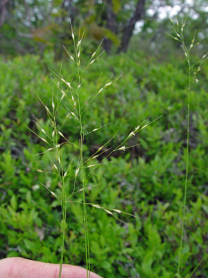 Photo: Oryzopsis canadensis