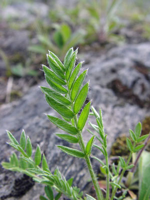 Photo: St. John Oxytrope Leaves