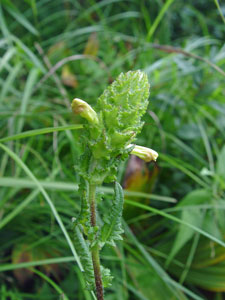 Photo: Pedicularis furbishiae