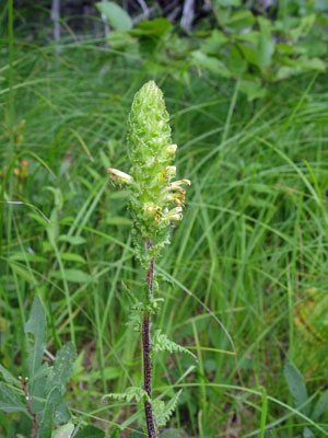 Photo: Pedicularis furbishiae