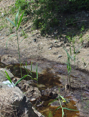 Phragmites-new shoots