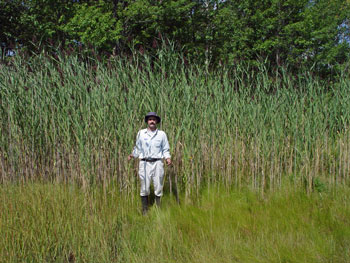 Summer stand of Phragmites