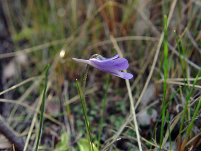 Photo: Pinguicula vulgaris