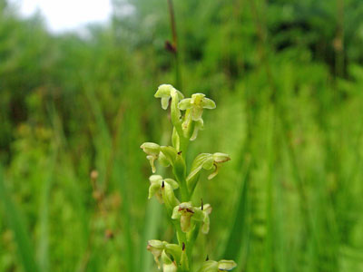 Photo: Platanthera flava