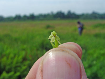 Photo: Platanthera flava