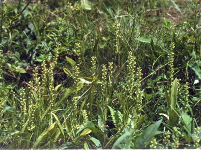 Photo: Platanthera flava