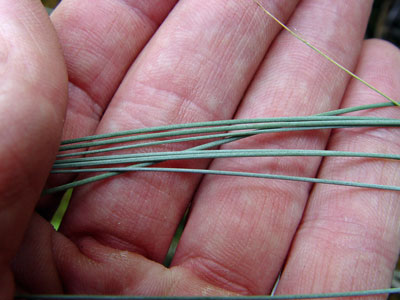 Photo: Poa glauca