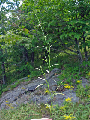 Photo: Polygonum douglasii