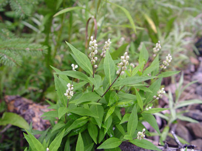 Photo: Polygala senega