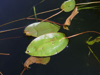 Photo: Spotted pondweed