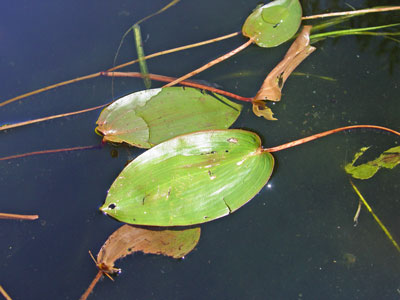 Photo: Potamogeton pulcher