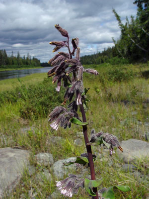 Photo: Prenanthes racemosa