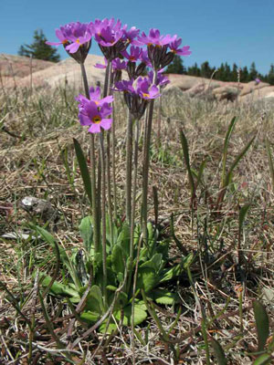 Photo by Marilee Lovit: Primula laurentiana