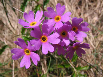 Photo by Marilee Lovit: Primula laurentiana flowers