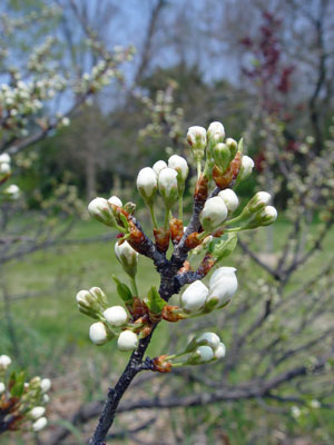 Photo: Prunus maritima in bud