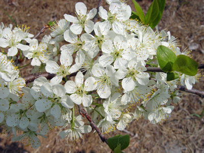 Photo: Prunus maritima in flower