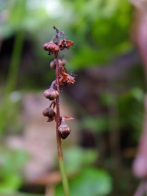 Photo: Lesser Wintergreen