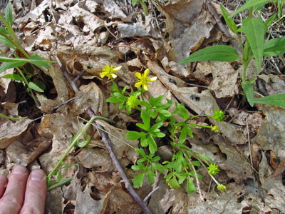 Photo: Ranunculus fascicularis