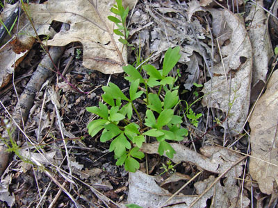 Photo: Ranunculus fascicularis