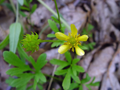 Photo: Ranunculus fascicularis flower