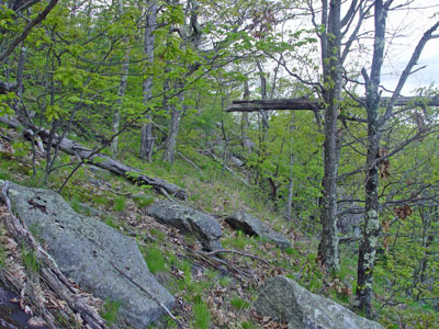 Photo: Ranunculus fascicularis habitat