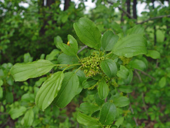 common buckthorn flowers