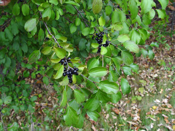 common buckthorn stem with fruit