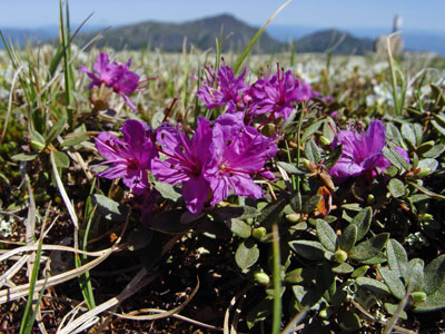 Photo: Lapland Rosebay