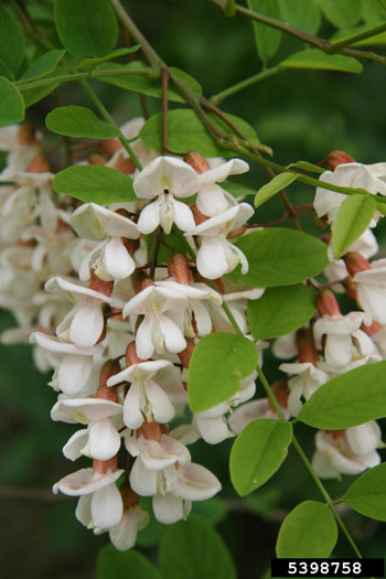 Black locust flowers