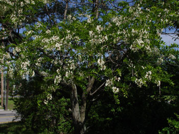 Black locust tree in flower