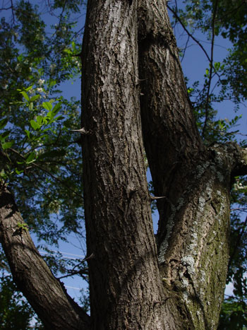 Spines on black locust trunk