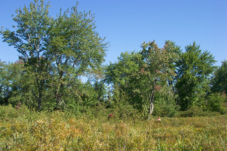 Photo: Ecologist working at Rocky Lake Ecoreserve