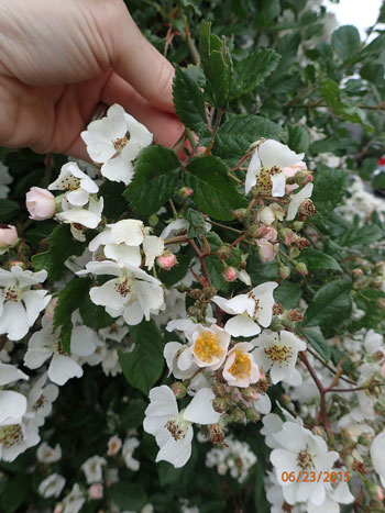 Multiflora rose flowers