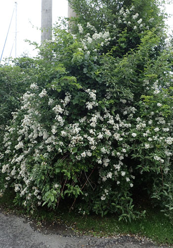 Multiflora rose habit