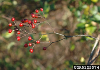 Multiflora rose hips